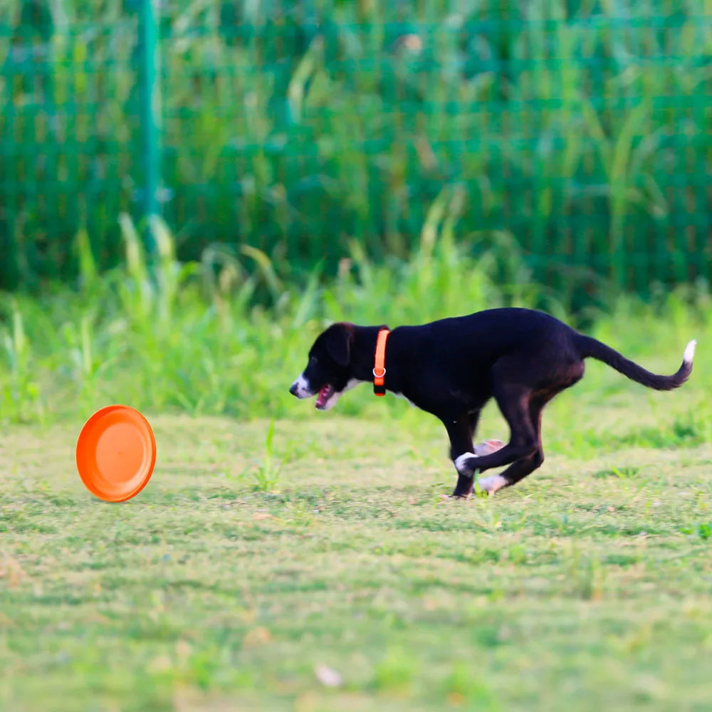 Dog Training Disc - Durable Pet  for Puppy & Adult Dog Training, Lightweight Easy-Catch Dog Training Toy, Essential Pet Supplies